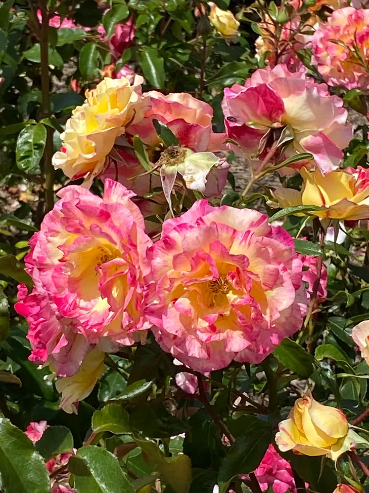 Aussie Summer Roses