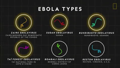 THE EBOLA VIRUS DISEASE