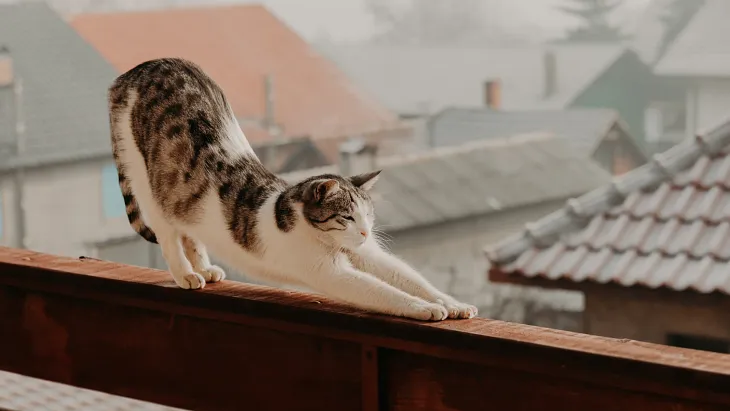 Are Balconies Dangerous to Cats?