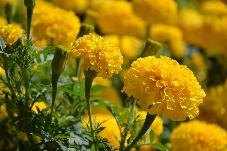 Marigolds.