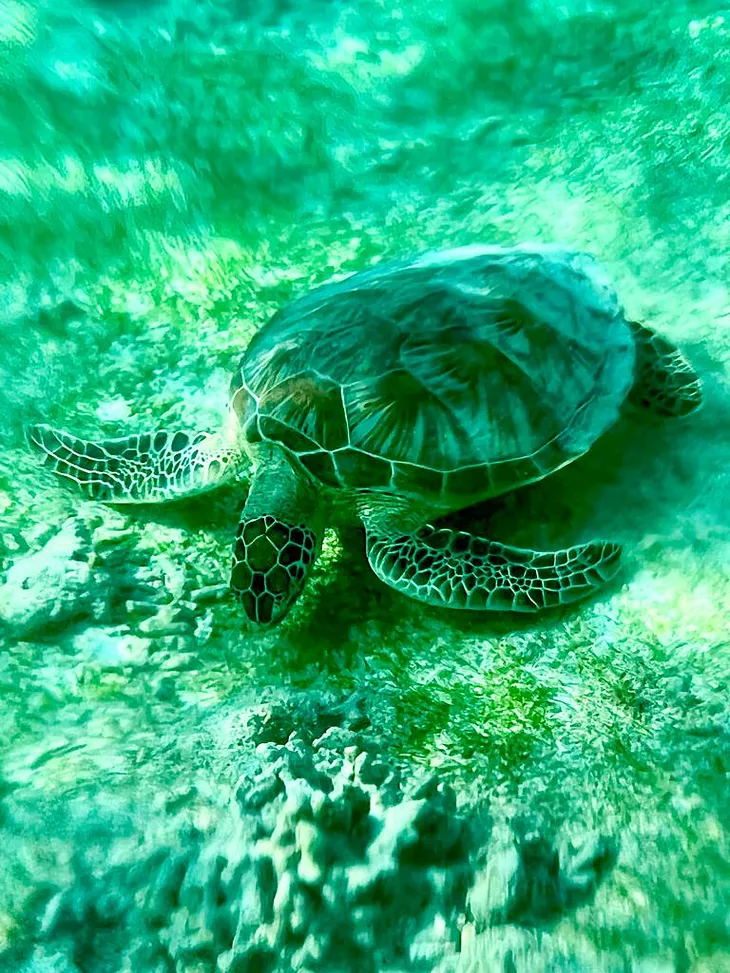 Turtle Adventures in the Gili Islands