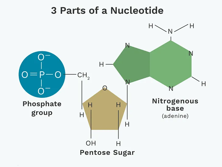 Those Nucleoside Analogues — I