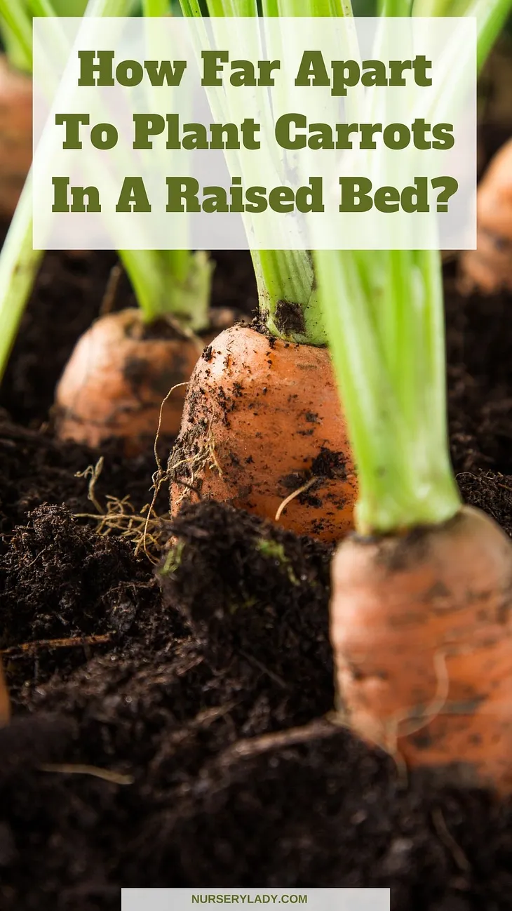 How Far Apart To Plant Carrots In A Raised Bed?