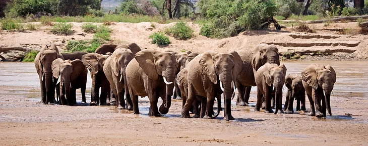 Experiencing Elephant Encounters In Samburu