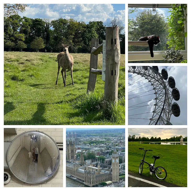 2024/05 — Monthly Summary— Sagopa Kajmer, Bicycle, Birthday and Rabbit(!)