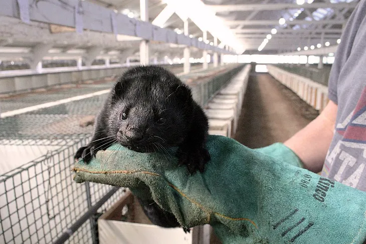 Why Utah’s wild mink COVID-19 case matters