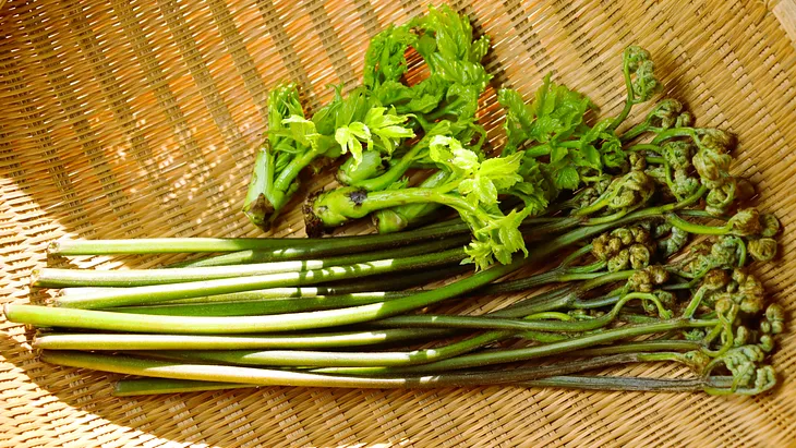 Celebrate the flavors of spring with Japan’s treasured wild vegetables.