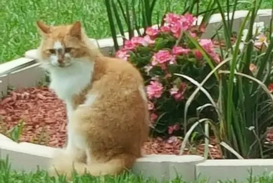 Orange and white fluffy cat