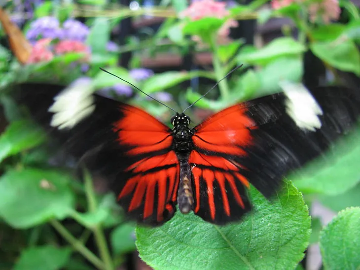 Orange and black butterfly flapping its wings