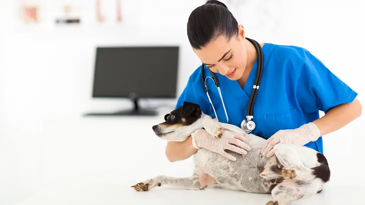 A Comprehensive Guide to Himax Ointment for Pet Skin Conditions