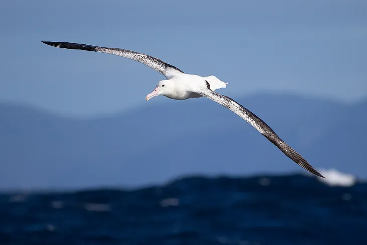 My Solo Voyage Across The Tasman Sea