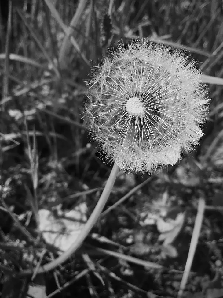 A black and white close-up photo of a dandelion weed in grass. The dandelion is missing a few petals.