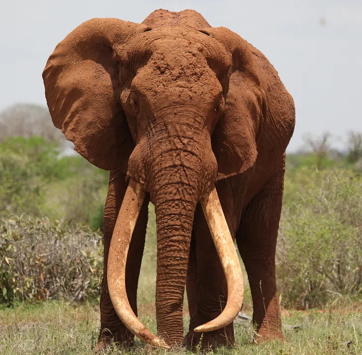 Would a Death Penalty for Poaching Stop Poachers Killing Elephants?
