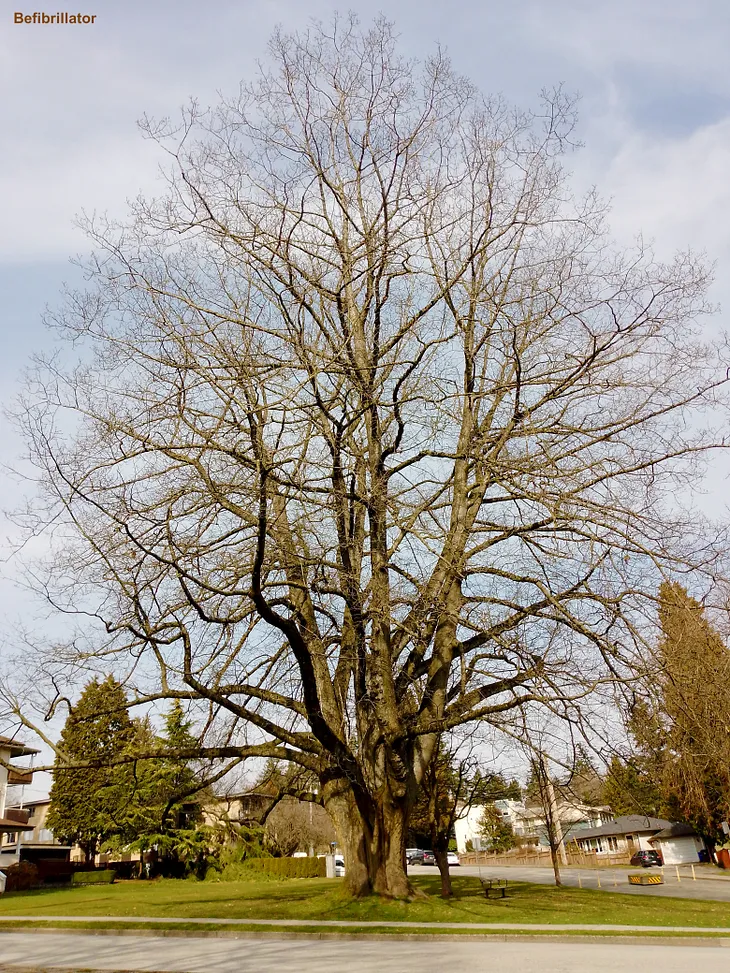 STOP KILLING THE TREES! — THE EARTH DOES NOT BELONG TO HUMANS!