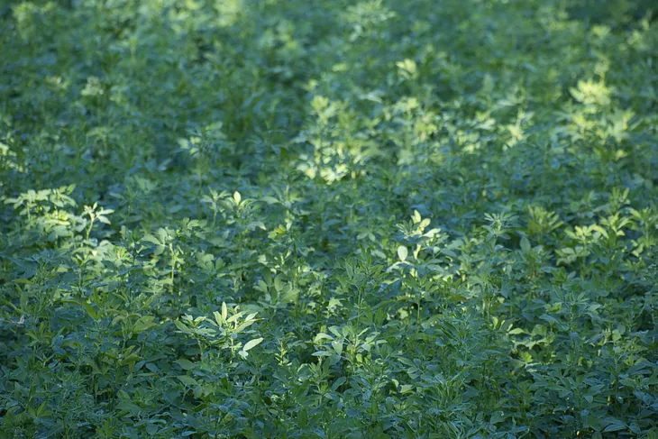 Color photo of large bushes of lush green Alfalfa plants.