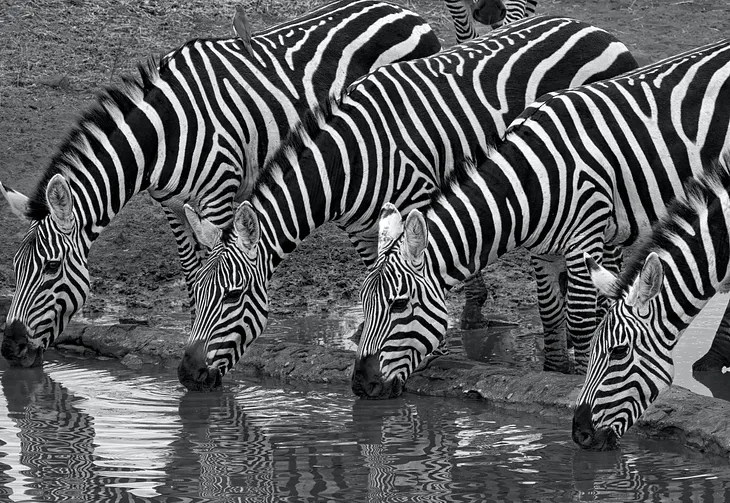 More Zebras Saw than Unicorns