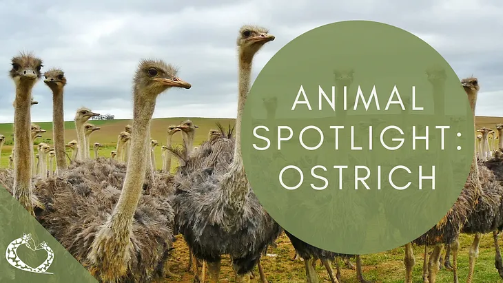 Animal Spotlight: Ostrich