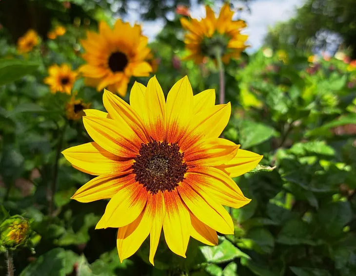 Yellow flower with bright orange and yellow colors similar to sunflower