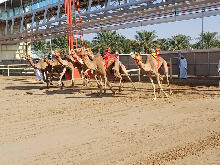 Camel Racing