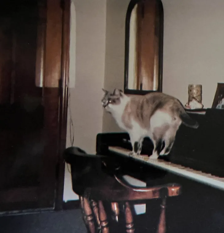 A Cat that Played Piano…and People