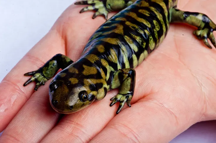 How I rescued my Tiger Salamander