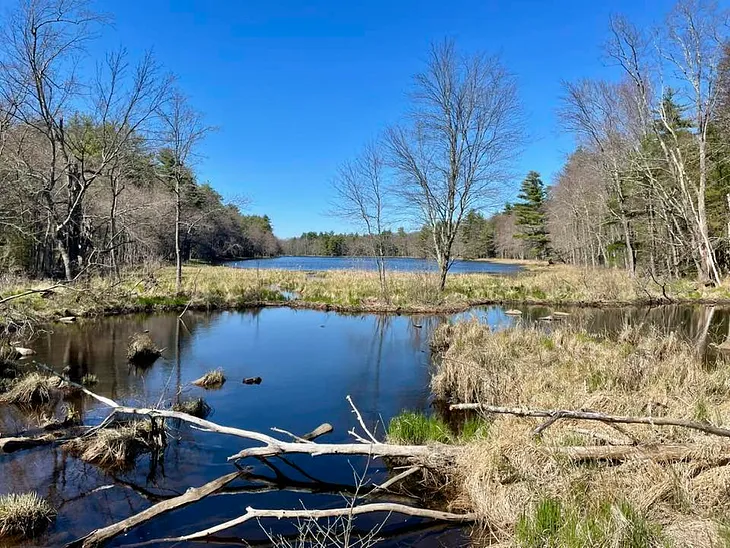 A view of a pond surrounded by trees with no leaves and a clear blue sky above.