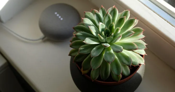 A succulent with a Google Home Mini in the background