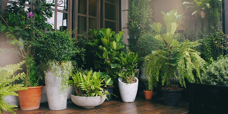 Green Thumbs Made Easy: 12 Low-Maintenance Outdoor Potted Plants for Every Gardener