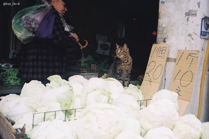 😺 高麗菜上跳跳貓，安居市場 The cat that Jumped with the cabbage