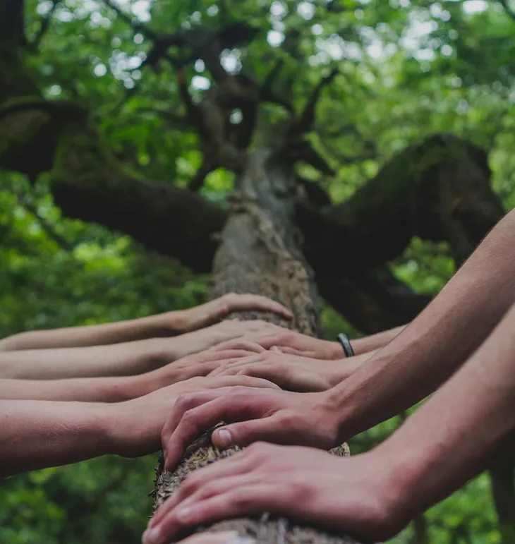 A close-up shot of arms and hands resting on a tree trunk as we look up into the foliage of the tree top.