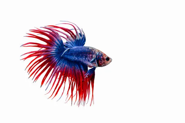 The Majestic Crowntail Betta Fish: Your Comprehensive Guide to Care, Breeding, and Lifespan