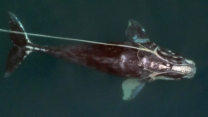 Must We Choose: North Atlantic Right Whales or Lobster Fisherman?