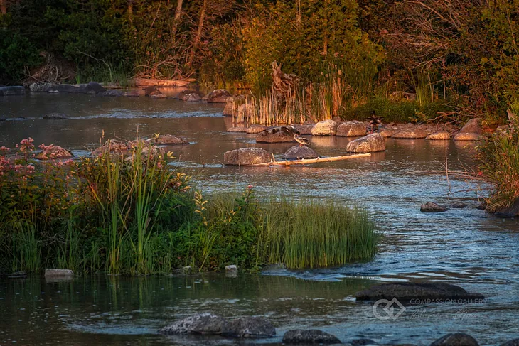 A scene in nature of a river with bullrushes and fowl.