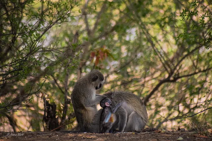 So you want to see some monkeys?