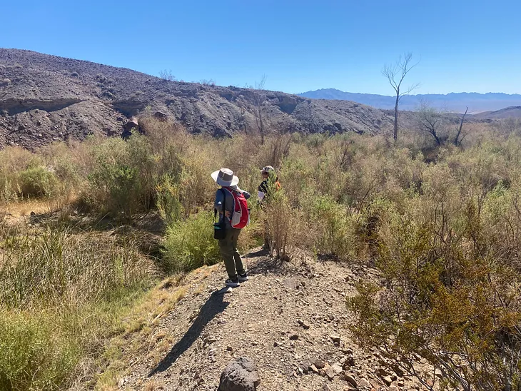 Understanding a Mojave Desert oasis