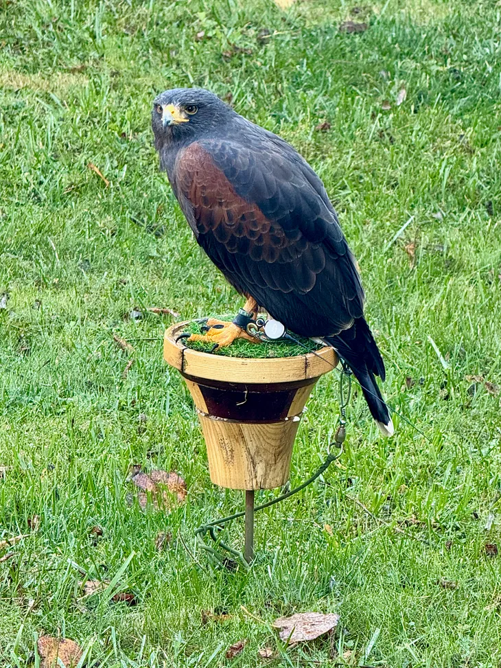 Harris Hawk on perch