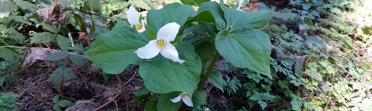 the trillium are blooming