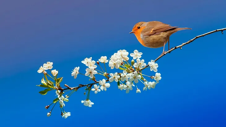 Image of Robin on a tree branch with blossom.