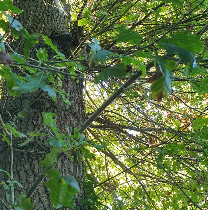 Photo of a tree. There is part of squirrel visible but it is very hard to spot.