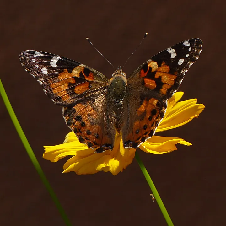 Butterfly On Brown