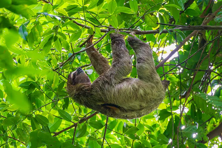 A brown-throated three-toed sloth hangs from branches in Cahuita National Refuge, Costa Rica.