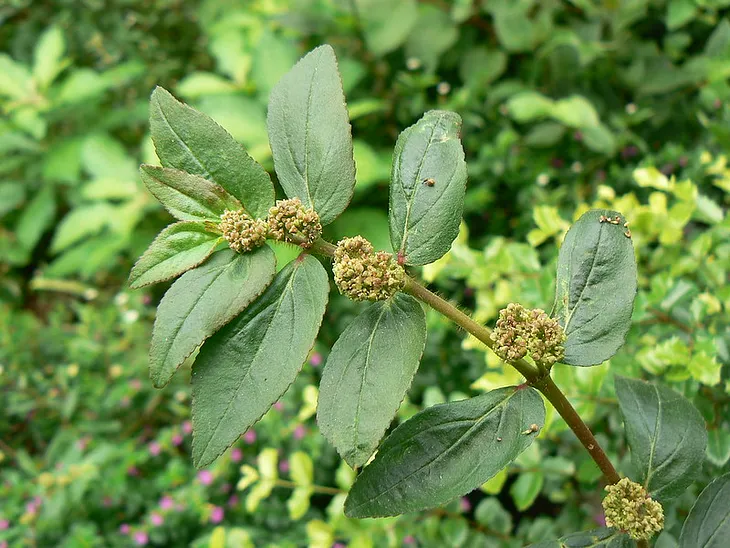 Herbanext Laboratories Turns Traditional Medicine into Modern Healthcare