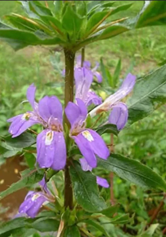 A Miracle Healing From the Garden