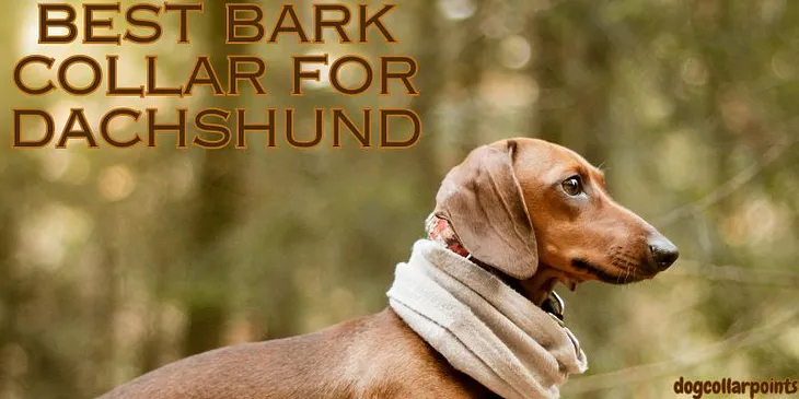 Best Bark Collars for Dachshunds