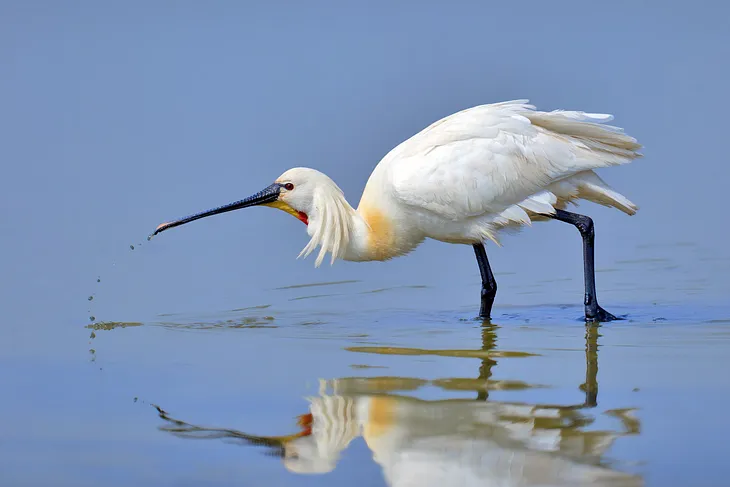 A beautiful white spoonbill with black bill, floppy white crest, red throat and flush of yellow on the neck. The bird is leaning forward and a spray of water droplets falls from its bill.