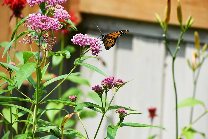 A monarch butterfly landing on a milkweed flower in a suburban garden on a summer day