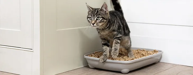 How to Train a Cat to Use the Litter Box