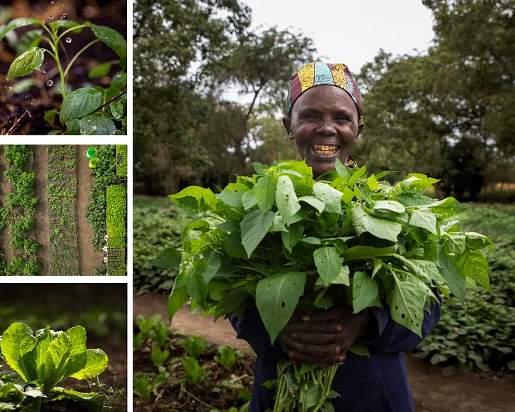 From Struggle to Strength: Eliaseni’s Journey of Empowerment at Save the Rain’s Farm