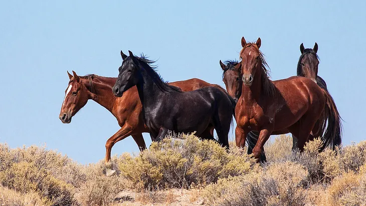 Renewing Humane Treatment for Wild Horses and Burros