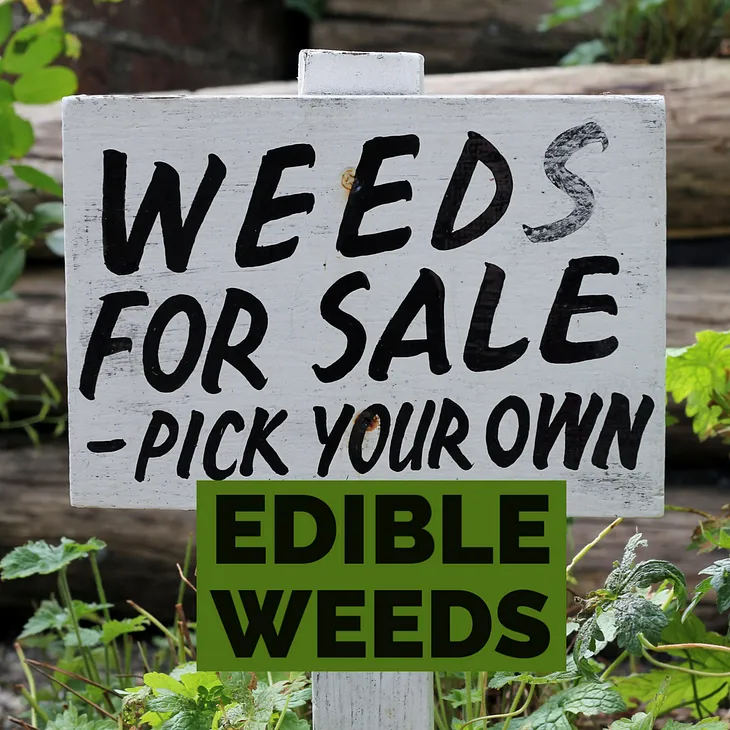 Photo of sign reading Weeds For Sale, Pick Your Own — Edible Weeds created by author Jerilee Wei using Adobe Express